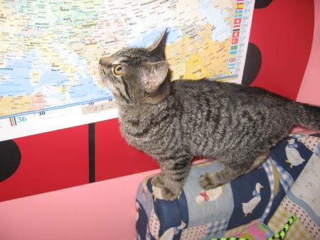 $ Mon chat $