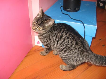 $ Mon chaton $